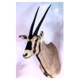 Fringed Ear Oryx Shoulder Mount Taxidermy INDIANA