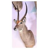 Waterbuck Shoulder Mount Taxidermy