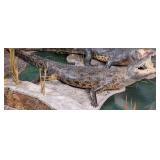 11 Foot Nile Crocodile from Botswana Full Body Tax