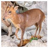 Muntjac Deer Full Body Taxidermy Mount No Base
