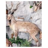 Markhor Full Body Taxidermy Mount No Base INDIANA