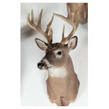 10-Point Whitetail Deer Shoulder Mount Taxidermy