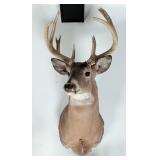 10-Point Whitetail Deer Shoulder Mount Taxidermy