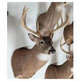 10-Point Whitetail Deer Shoulder Mount Taxidermy