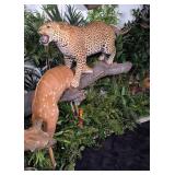 Leopard Defending Bush Buck Full Body Taxidermy Wa