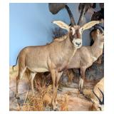 Roan Antelope Full Body Taxidermy Mount No Base