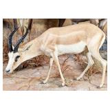 Goitered Sand Gazelle Full Body Taxidermy Mount No