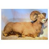 Resting Rocky Mountain Big Horn Full Body Taxiderm