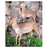 Fallow Deer Full Body Taxidermy Mount on Habitat B