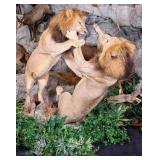 Fighting Male African Lion Pair Full Body Taxiderm