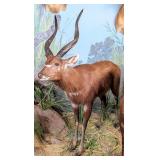 Sitatunga in Water Full Body Taxidermy Mount No Ba
