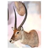 Defassa Waterbuck Shoulder Mount Taxidermy