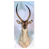 Common Waterbuck Shoulder Mount Taxidermy