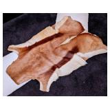 Tanned Springbok Hide Taxidermy