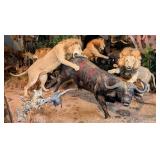 Lion Hunting Cape Buffalo Full Body Taxidermy Disp