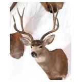 8 Point Mule Deer Shoulder Mount Taxidermy