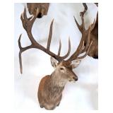 Drop Tine Red Stag Shoulder Mount Taxidermy