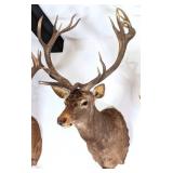 Red Stag Shoulder Mount Taxidermy with Abnormal Br