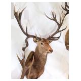 Drop Tine Red Stag Shoulder Mount Taxidermy