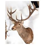 Red Stag Shoulder Mount Taxidermy