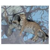 Leopard Full Body Taxidermy Wall Mount on Driftwoo