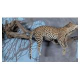 Leopard Full Body Taxidermy Wall Mount on Driftwoo