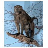 Baboon Full Body Taxidermy Wall Mount on Driftwood