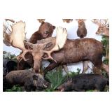 HUGE Russian Brown Bear & Moose Full Body Taxiderm