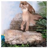 Mountain Lion/Cougar Full Body Taxidermy Mount on