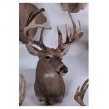 11-Point Partial Velvet Whitetail Deer Shoulder Mo
