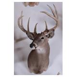 8-Point Whitetail Deer Shoulder Mount Taxidermy