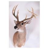 12-Point Non-Typical Whitetail Deer Shoulder Mount