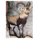 Spanish Beceite Ibex Full Body Taxidermy Mount No