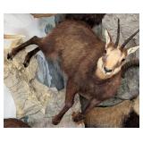 Alpine Chamois Full Body Taxidermy Mount No Base