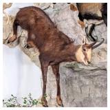 Alpine Chamois Full Body Taxidermy Mount No Base