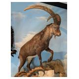 Austrian Ibex Full Body Taxidermy Mount No Base