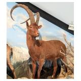 Alpine Ibex Full Body Taxidermy Mount No Base