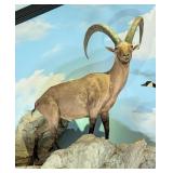 Alpine Ibex Full Body Taxidermy Mount No Base
