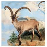 SCI #2 in World Spanish Ibex Full Body Taxidermy M
