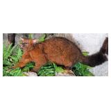 South Pacific Possum Full Body Taxidermy Mount No