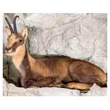 Alpine Chamois Full Body Taxidermy Mount No Base