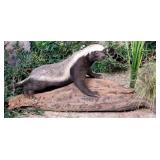 Honey Badger Full Body Taxidermy Mount on Driftwoo