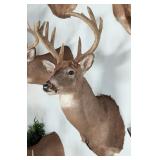 9-Point Whitetail Deer Shoulder Mount Taxidermy