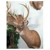 13-Point Non-Typical Whitetail Deer Shoulder Mount