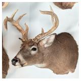 11-Point Non-Typical Whitetail Deer Shoulder Mount