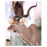 Greater Kudu Shoulder Mount Taxidermy
