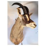 African Roan Antelope Shoulder Mount Taxidermy