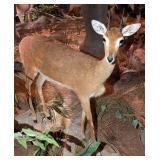 Oribi Full Body Taxidermy Mount w/ Habitat Base