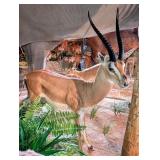 Grant's Gazelle Full Body Taxidermy Mount w/ No Ba
