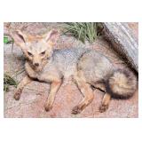 Resting Gray Fox Full Body Taxidermy Mount